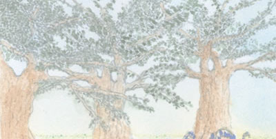 Hazel Trees