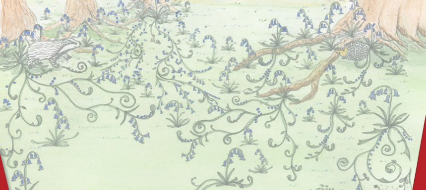 Bluebells, Michaelmas and Yona